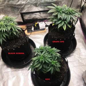 Express Grow 3-17-22 up-pot day 40.jpg