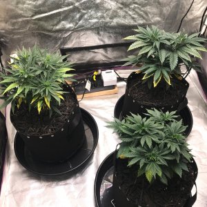 Express Grow 3-20-22 Day 43.jpg