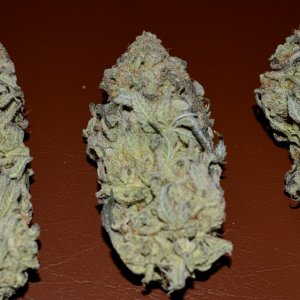 gelato1.JPG