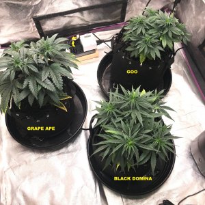 Express Grow 3-21-22 Day 44 LABELS.jpg