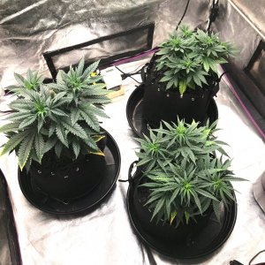 Express Grow 3-21-22 Day 44 evening.jpg