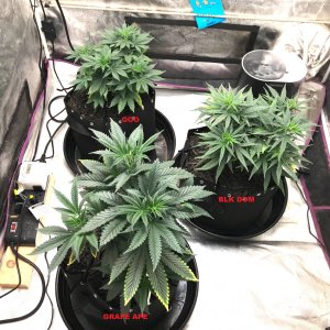 Express Grow 3-22-22 Day 45 labels.jpg