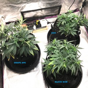 Express Grow 3-22-22 more training D45 labels.jpg