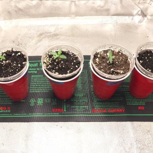 Bubblegum Grow 3-22-22 Day 8 labels.jpg