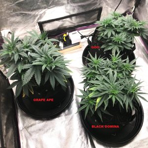 Express Grow 3-23-22 Day 46.jpg