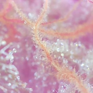 BBa1-e- Trichomes-1.jpeg