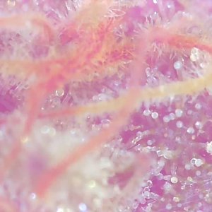 BBA1-f- Trichomes-2.jpeg