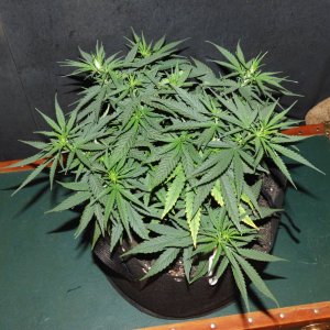 Blk Domina 3-24-22 Day 47.JPG