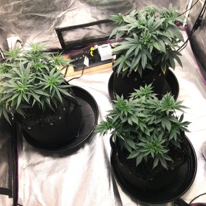 Express Grow tent 3-24-22 Day 47.jpg