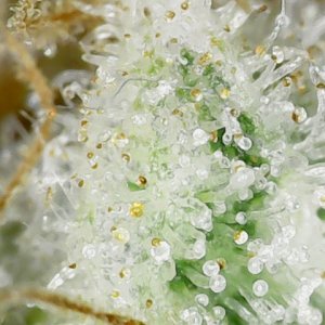 F61D105 trichs-1.jpg