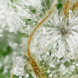 F61D105 trichs-3.jpg