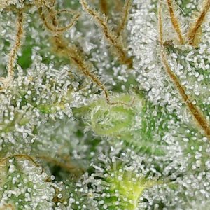 F61D105 trichs-4.jpg