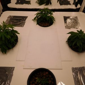 HMW Day 10 veg (2).JPG