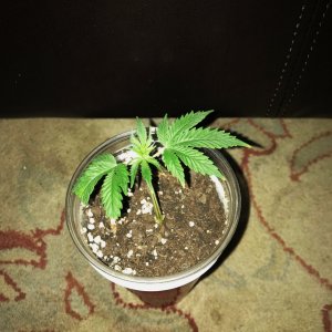 GA clone 3-27-22 Day 4.jpg