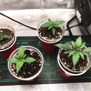 Bubblegum Grow 3-28-22 Day 14.jpg