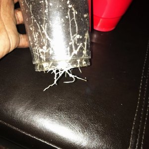 GA Clone roots 3-30-22 Day 7.jpg