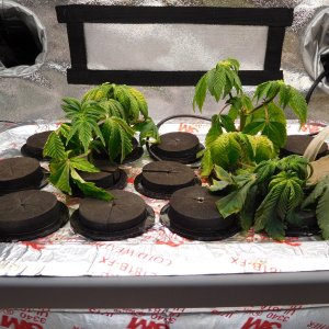 VK cuttings Day 17 (2).JPG