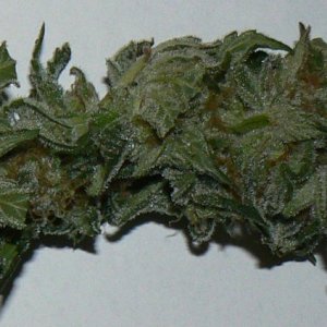 Harvest Trich Test (2).JPG