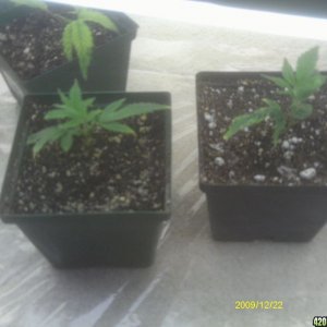 buddah and clones