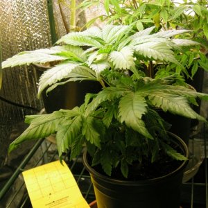 Fem White Skunk with twisting leaves