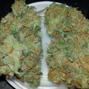 Island Sweet Skunk