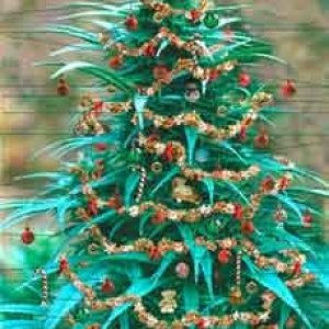 xmastree