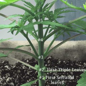 Cannabis-Nodes.jpg