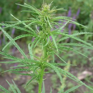 Cannabis_ruderalis_(wild_marijuana,_female).jpg