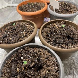 6 seedlings resized.jpg