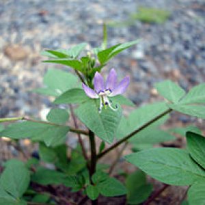 Cleome_rutidosperma_(2).jpg