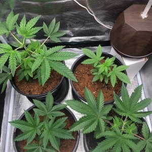 2022 New Indoor Grow2.JPG