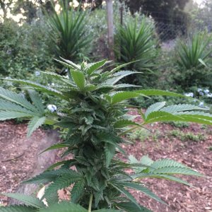 Outdoor Chocolate Indica6.JPG