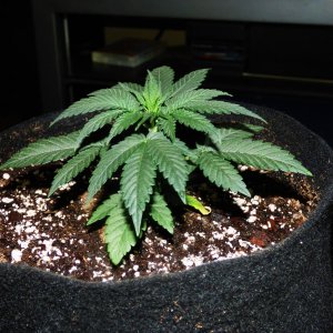 Black Cherry Pie 4-8-22 D29.JPG