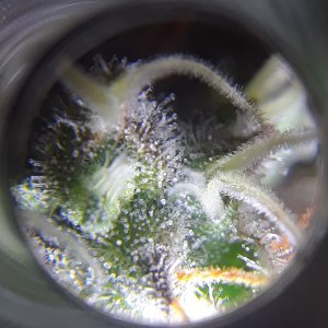 DV trichs 09 April 1.jpg