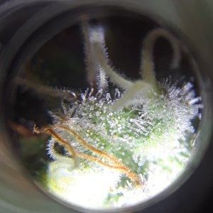 DV trichs 09 April 2.jpg