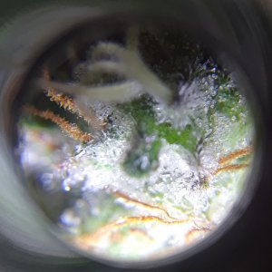 DV trichs 09 April 4.jpg