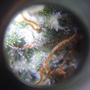 Doug's Varin 11 Apr 2022 Trichs.jpg