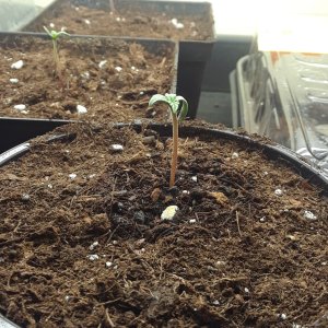 Space Grow 11 April 2022 - Lucille.jpg