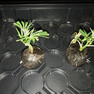 Black Dom cuttings 4-12-22 roots.jpg