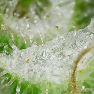 Trichome Glacier PP1 D15 T-4.jpg