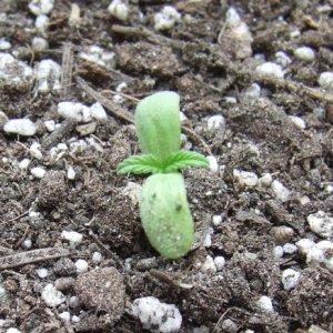 seedling 2.jpg