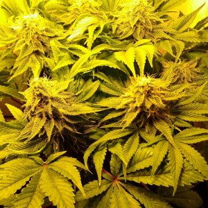 171844_60w-grow-box-run-1world-of-seedscolombian-gold.jpg