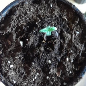 Space Grow 13 April 2022 Jack the Ripper.jpg