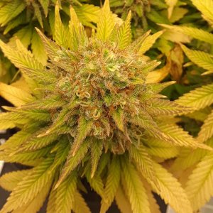 Doug's Varin 15 Apl 2022 Pistils.jpg