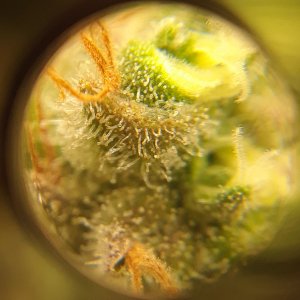 Doug's Varin 15 Apl 2022 Trichs.jpg