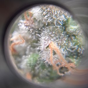 Doug's Varin 15 Apl 2022 Trichs 1.jpg