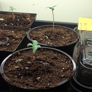 Space Grow 15 April 2022.jpg