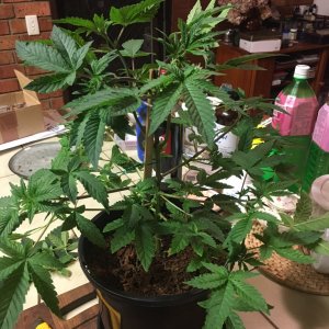 Indica Plant1_Day21 1.JPG