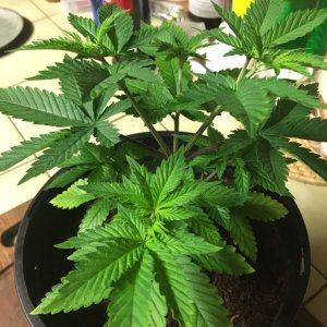 Indica Plant1_Day21 4.JPG