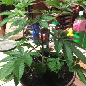 Indica Plant2_Day21 1.JPG